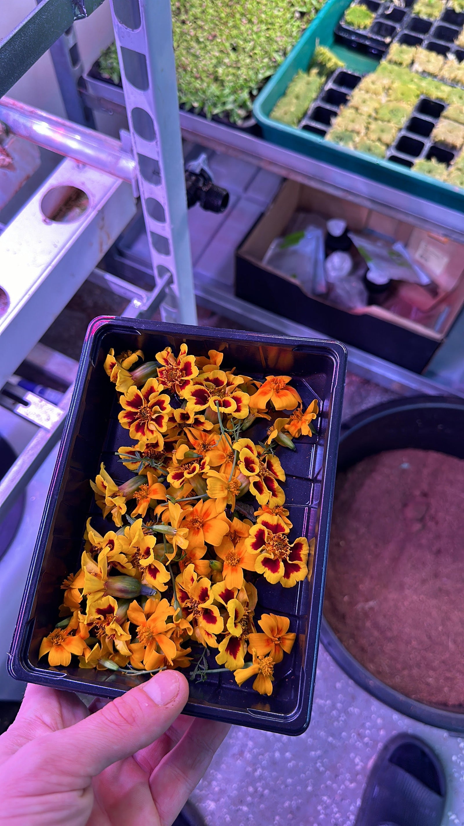 Advantages of Growing Edible Flowers in a Vertical Farm