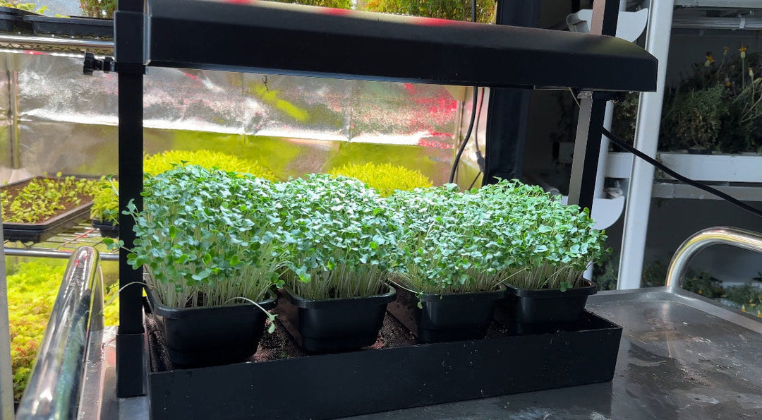 Become More Self-Sufficient: How to Grow Your Own Herbs Indoors