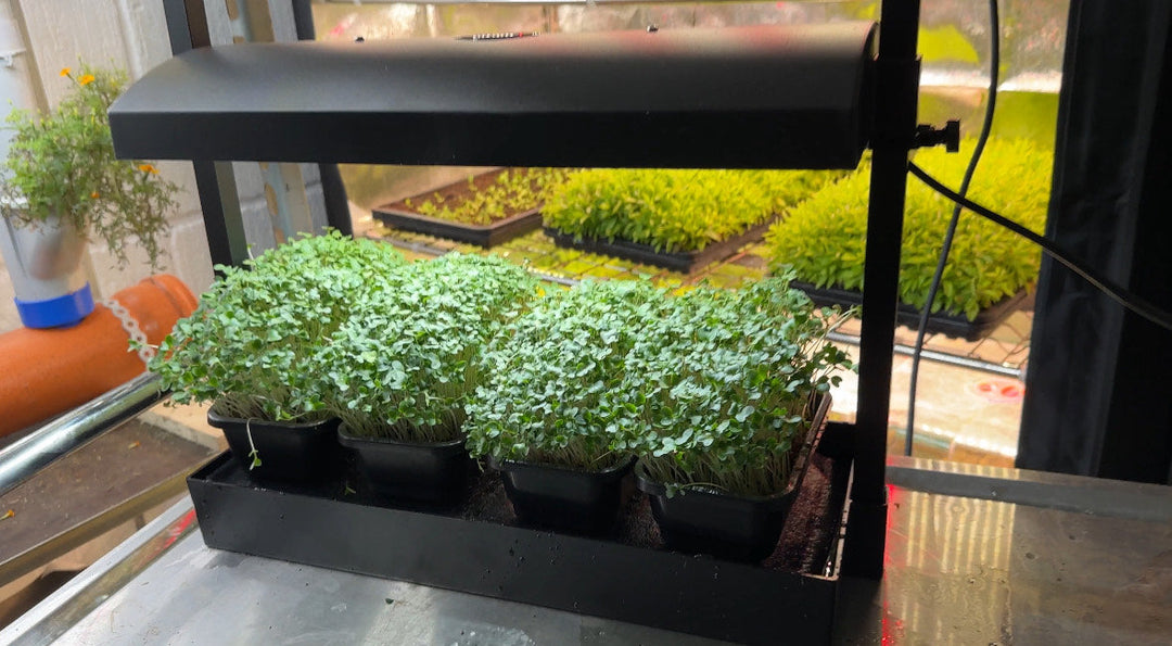 Self-Sufficiency at Home: How to Grow Microgreens Indoors