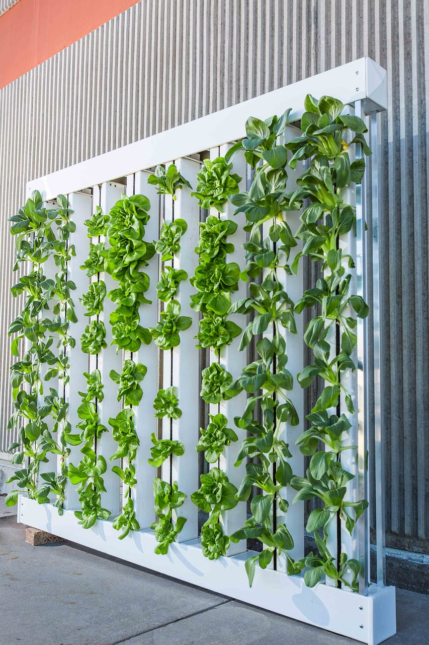 Advantages of Growing Salads in a Vertical Farm