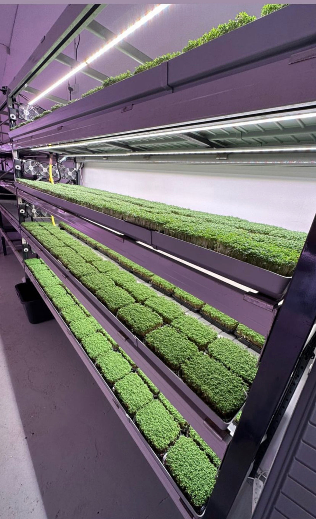 Hydroponics: A Water-Based Approach to Agriculture