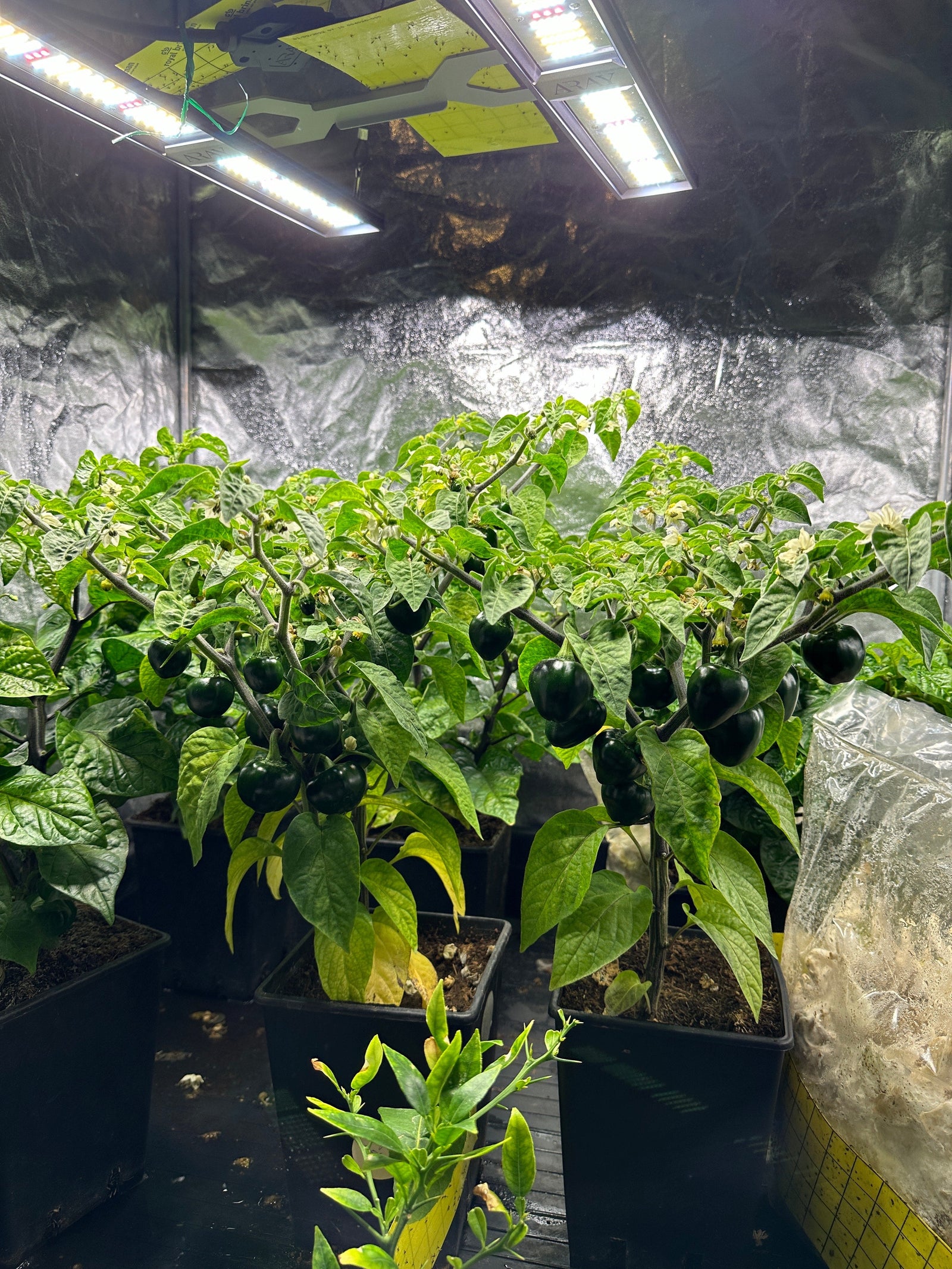 Growing Food at Home in a Grow Tent for Testing and Fun with Family