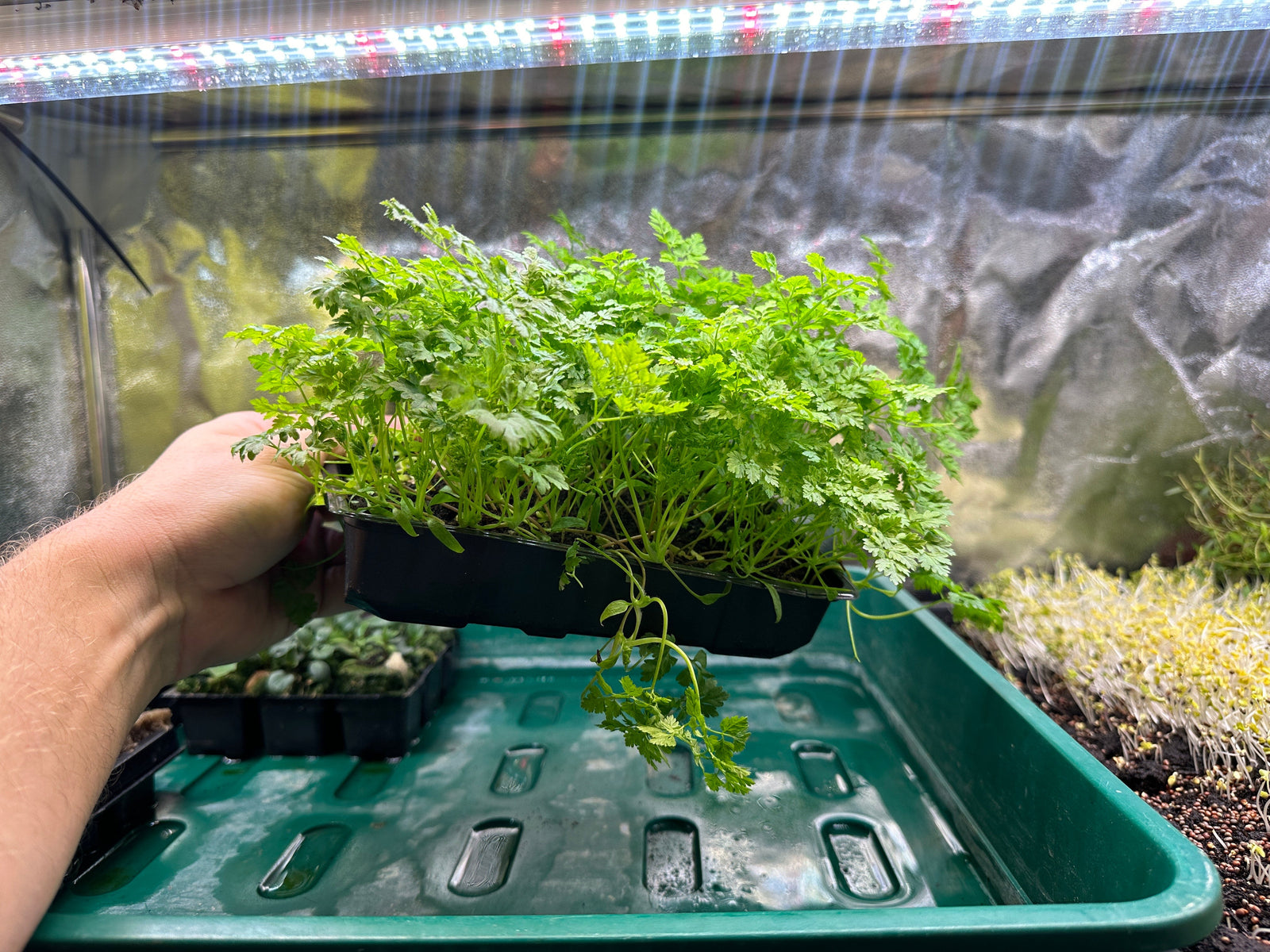 Microgreens Growing Training