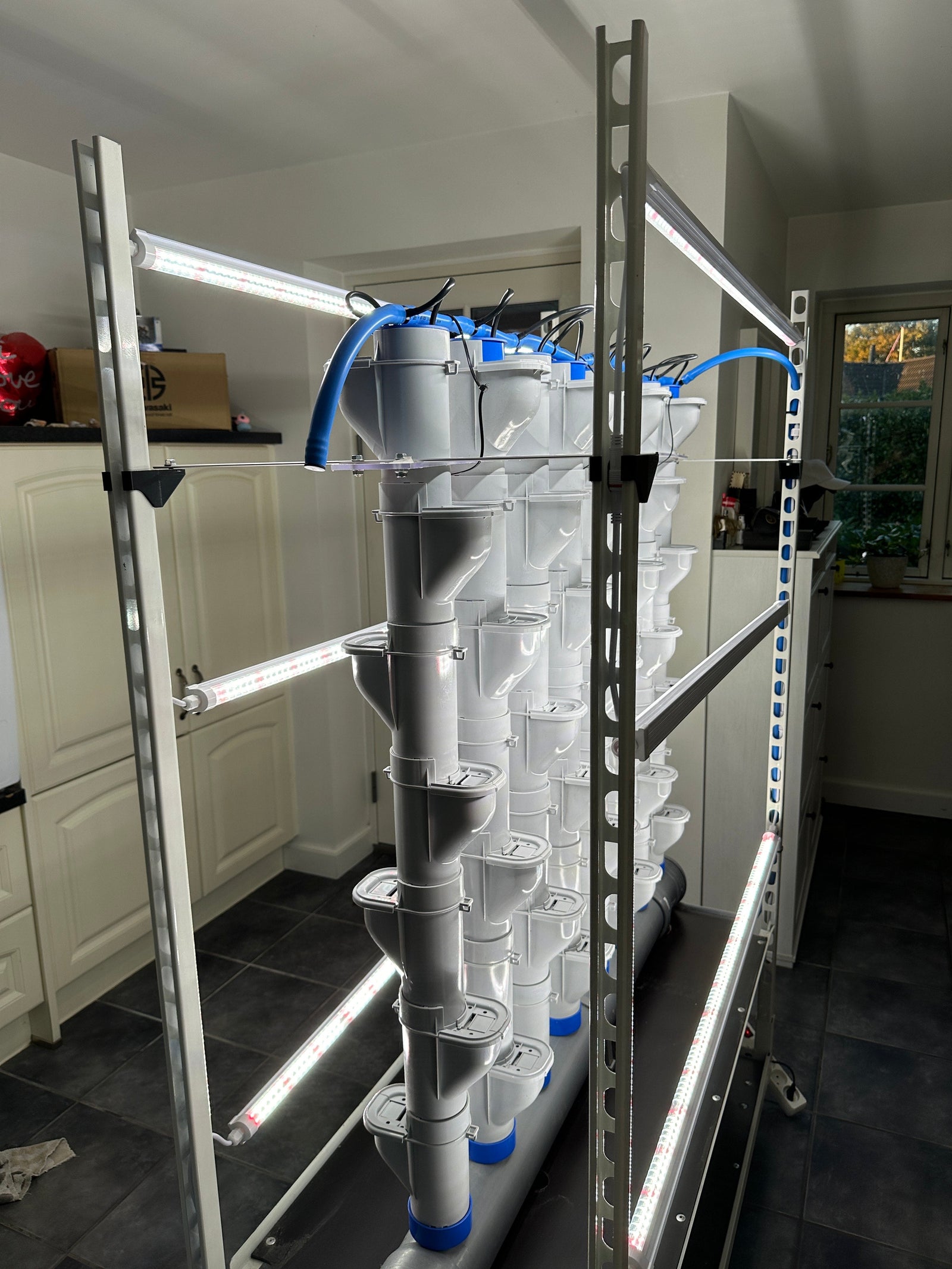 Hydroponics Growing Plants at Home