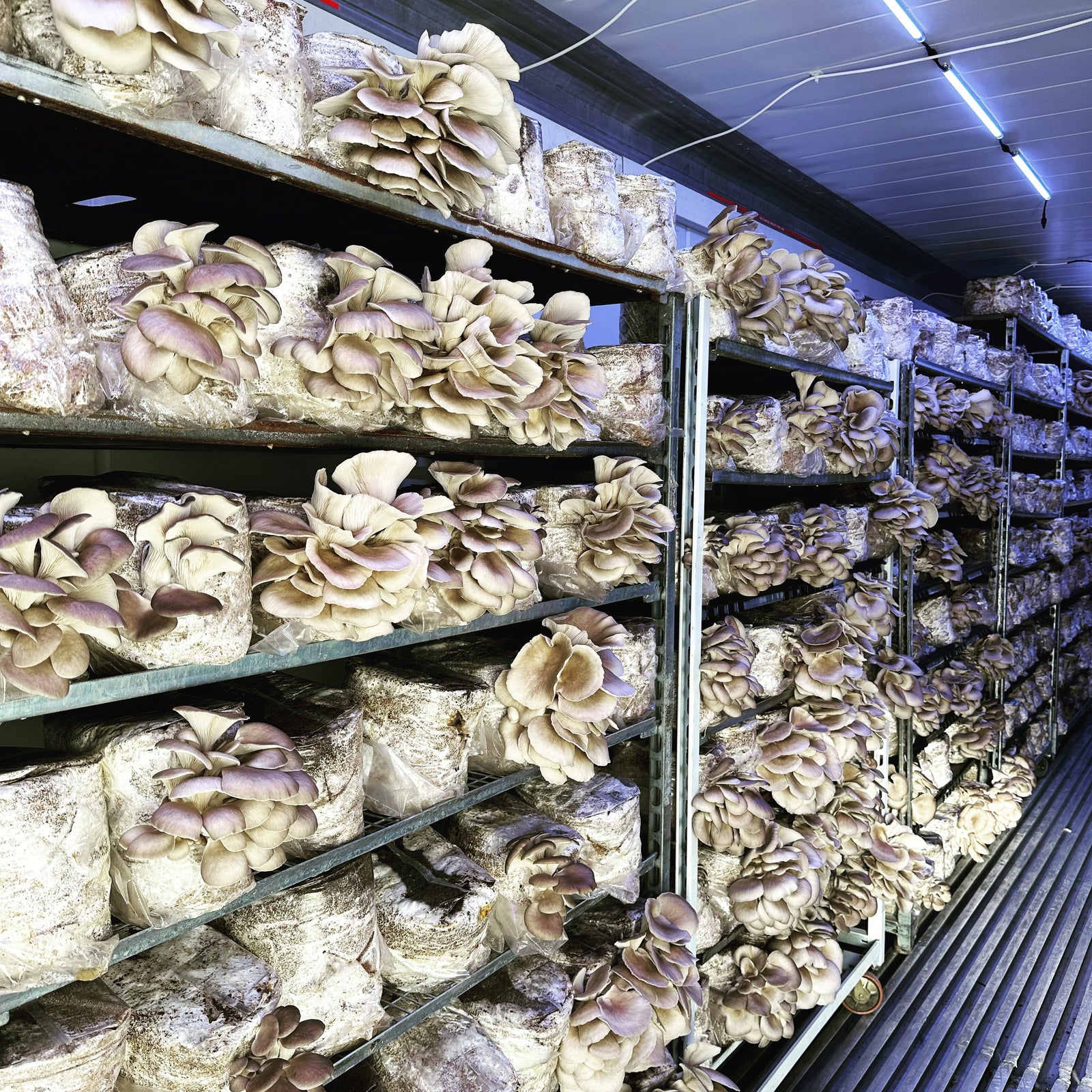 Advantages of Growing Mushrooms in a Vertical Farm