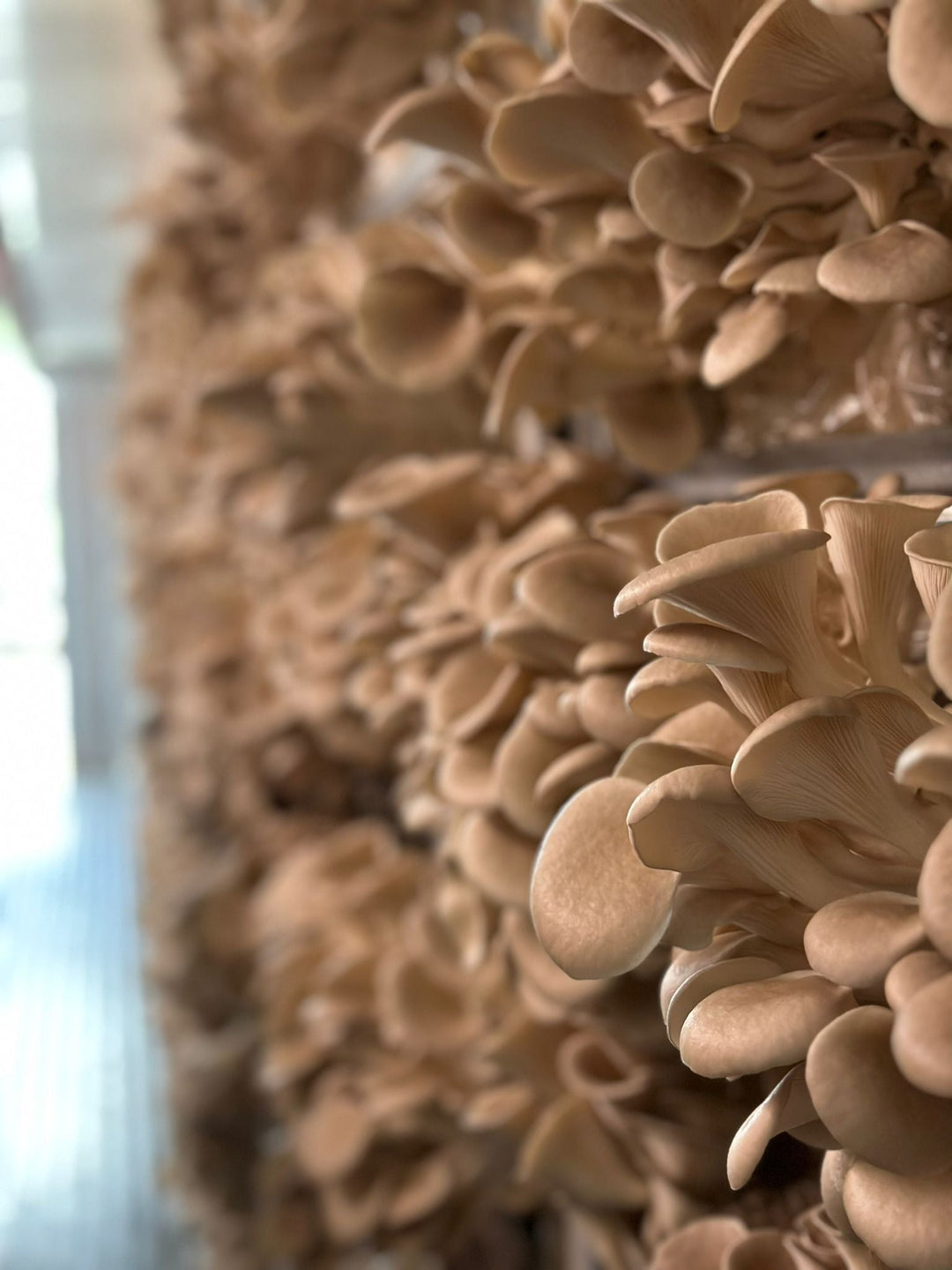 Why Aren’t My Oyster Mushrooms Pinning?