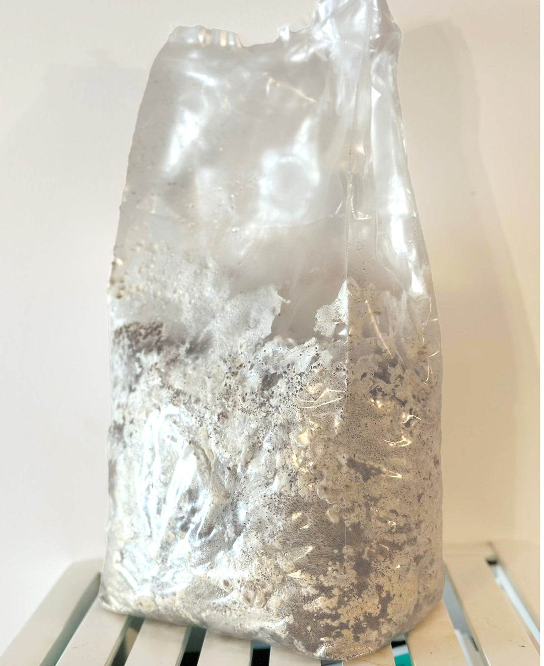 When is My Oyster Mushroom Block Ready to Fruit?