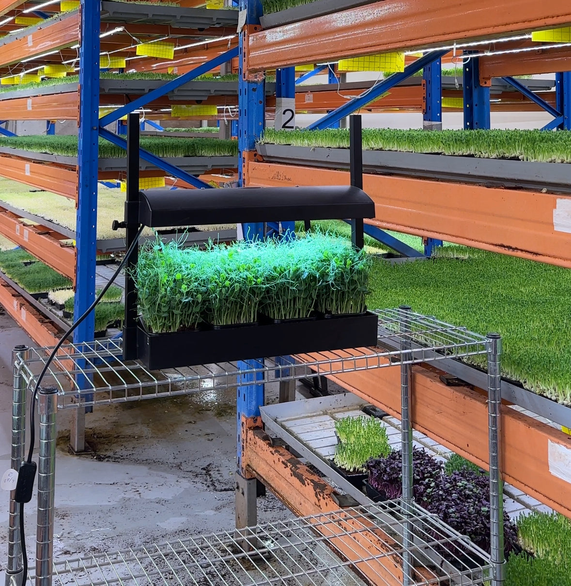 How to Start Growing Microgreens at Home for Beginners