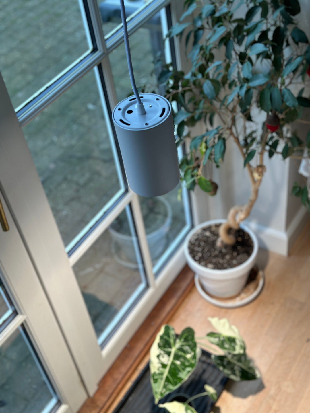 The Science of Growth: Do Plant Lamps and UV Light Actually Work?