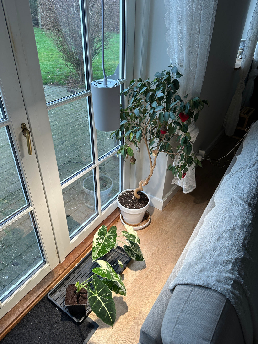 LED Grow Lights vs. Regular Bulbs – What You Need to Know