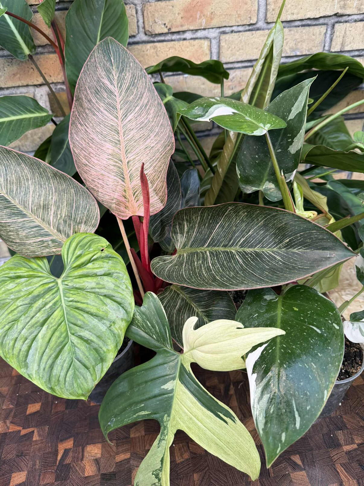 Philodendron