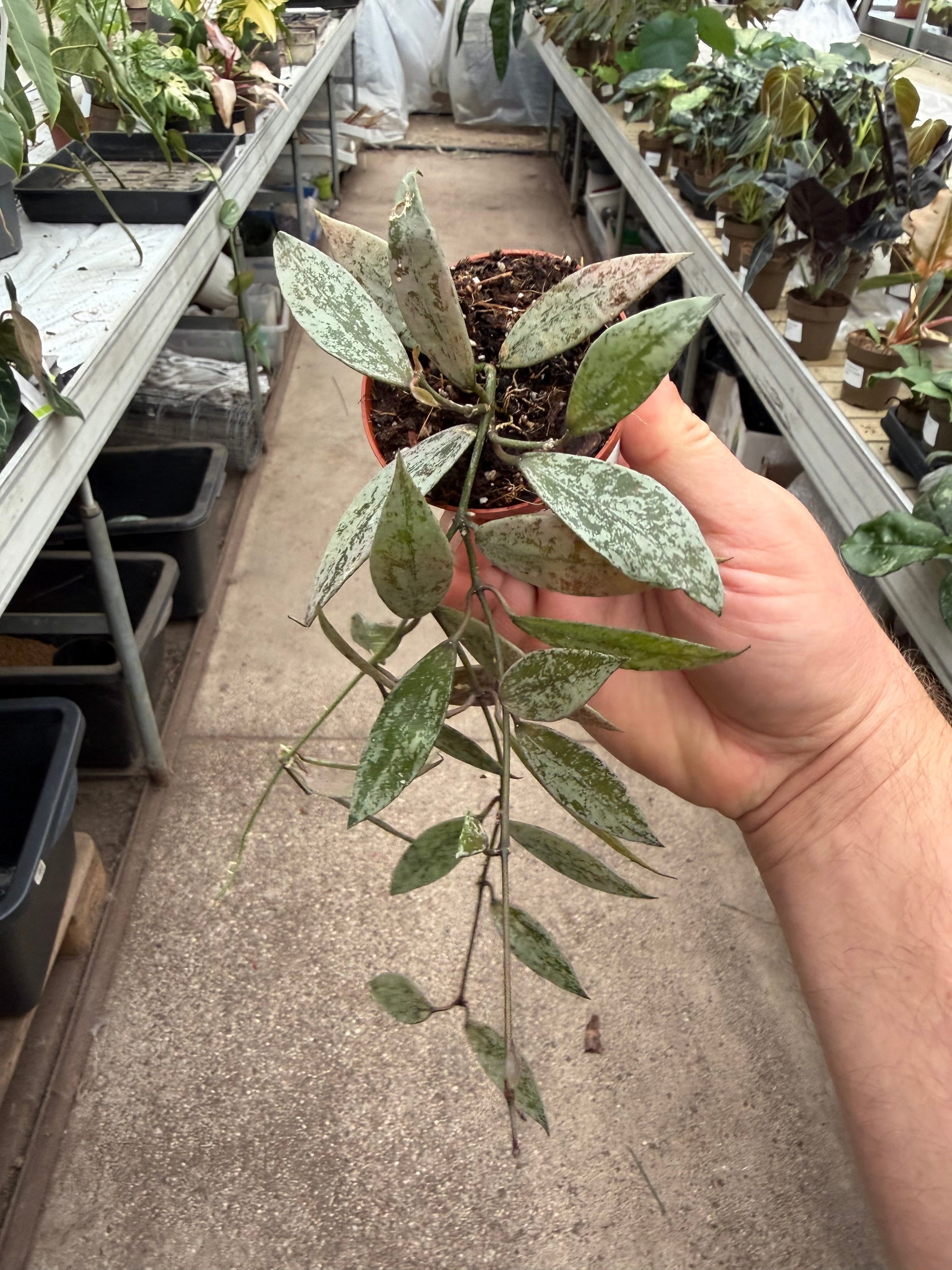 Hoya