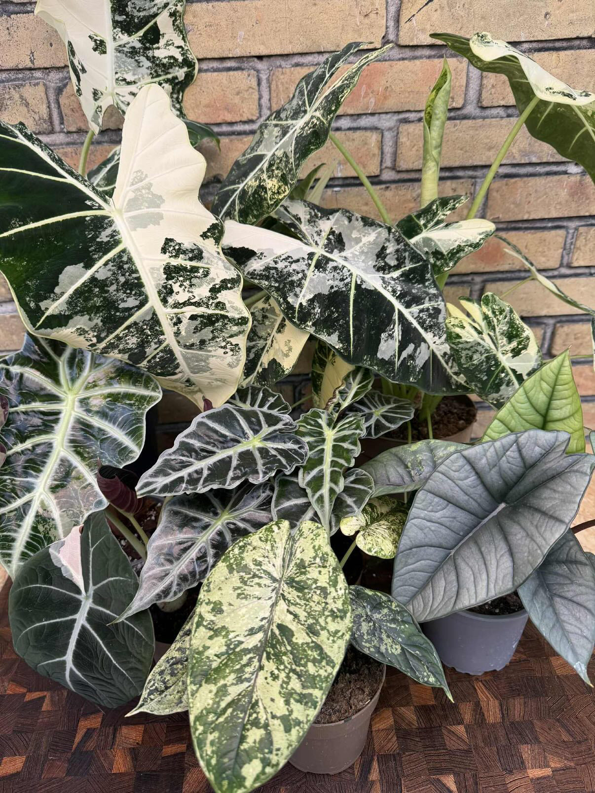Alocasia