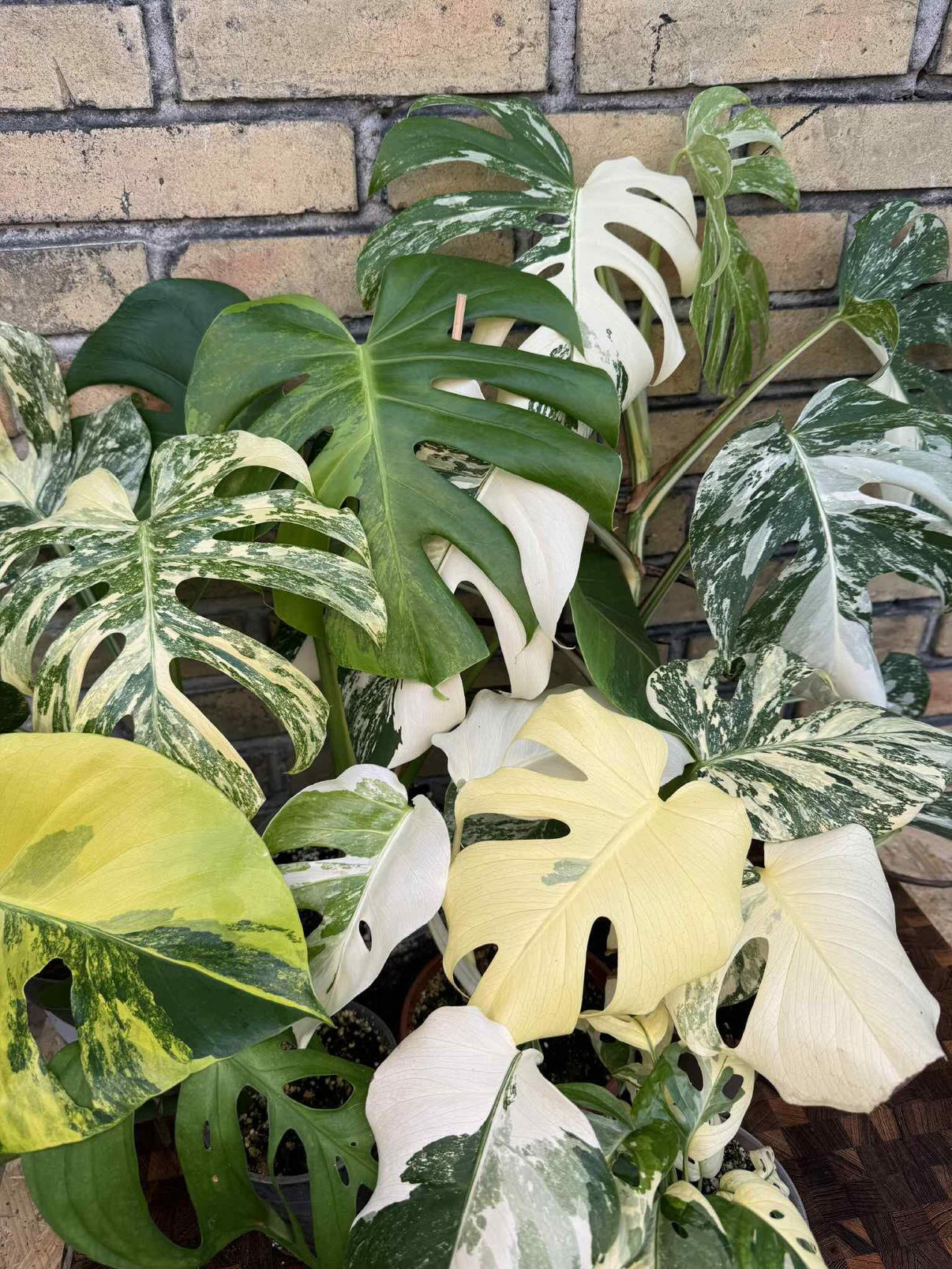 Monstera