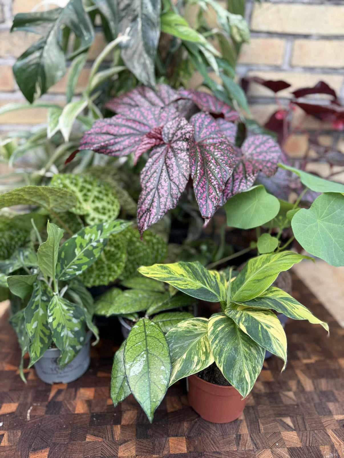 Other Plants