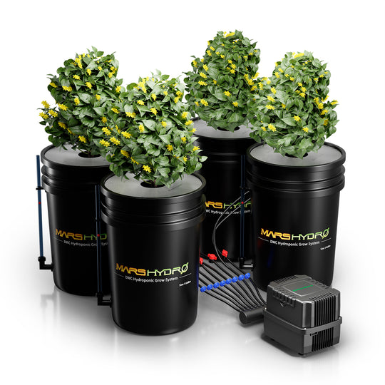4 Buckets DWC (Deep Water Culture) Hydroponic