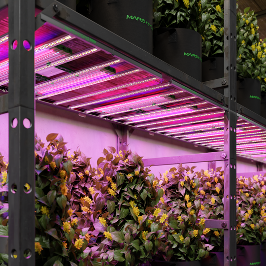 iControl + iHub-4AC + ADlite UV 55 + IR 30 + Red55 + Blue55 90 cm Supplemental LED Grow Light