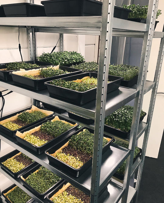 Access Microgreens Beginner Community: Lifetime Access To All Monthly Calls
