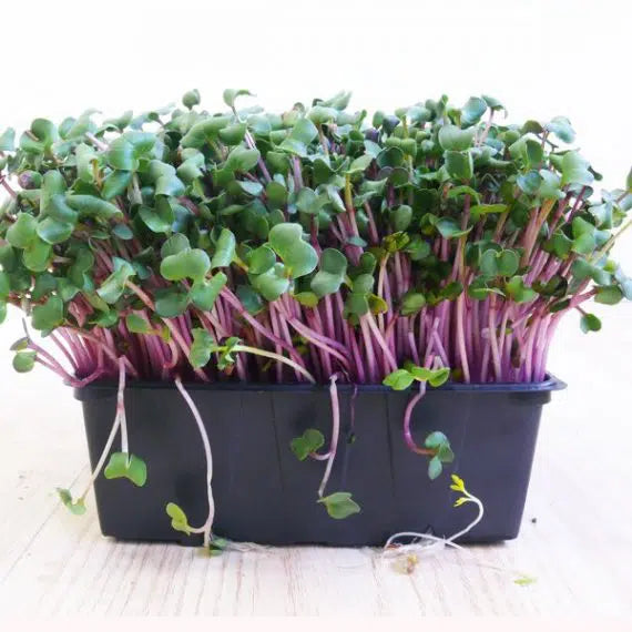 Cellulose grow mat 68 X 45mm/9450 pieces