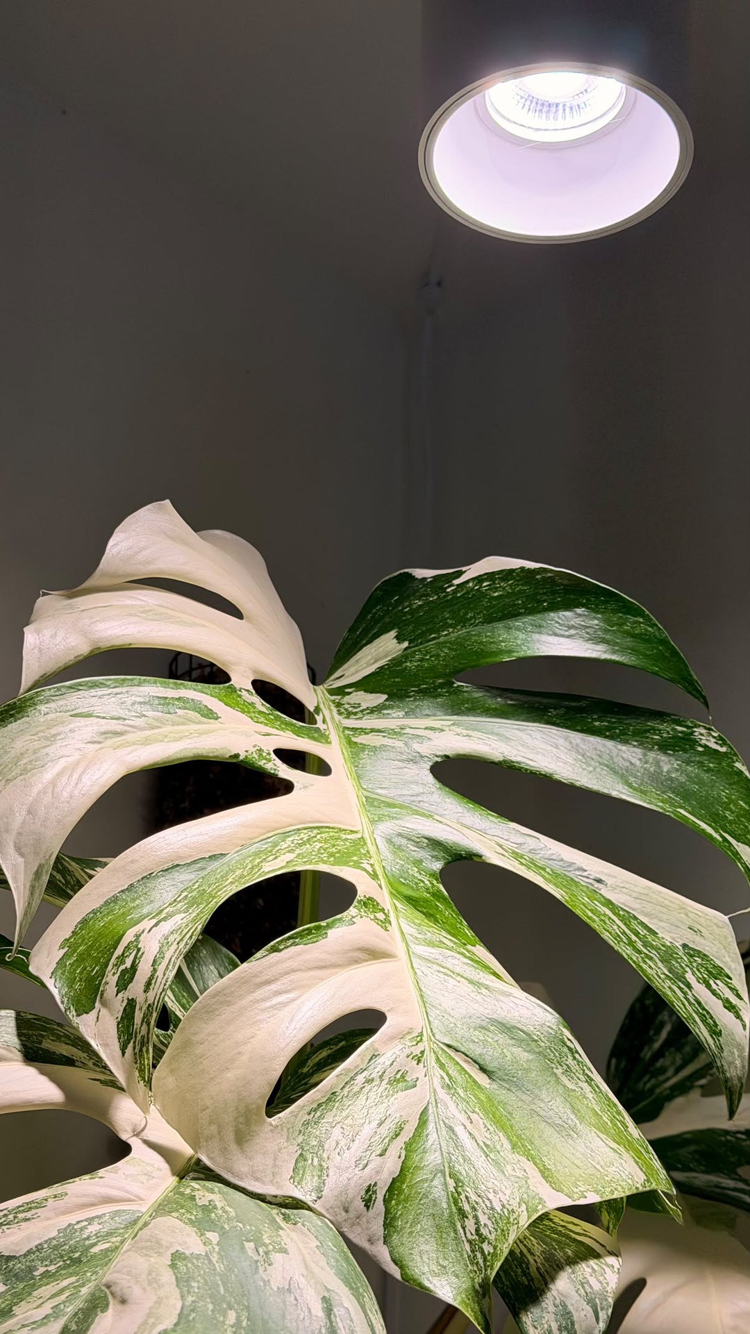 Plant Growlight Spot 30 Watt