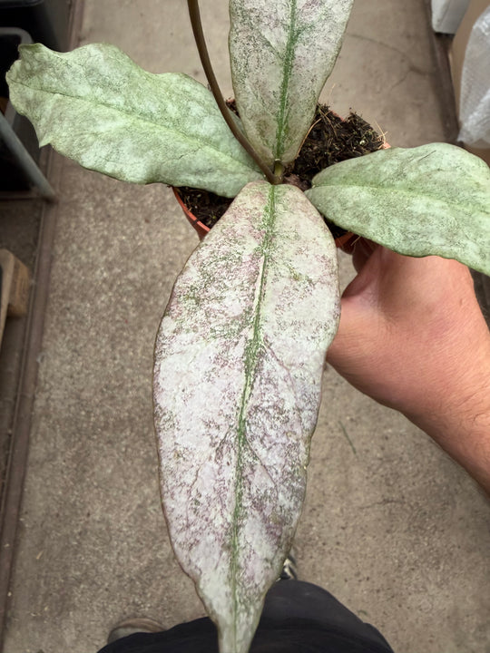 Hoya mitrata silver