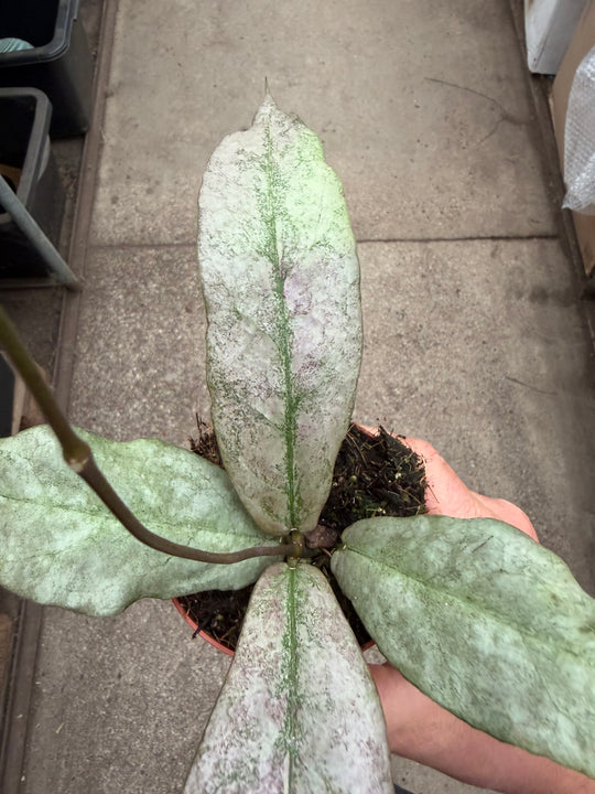 Hoya mitrata silver
