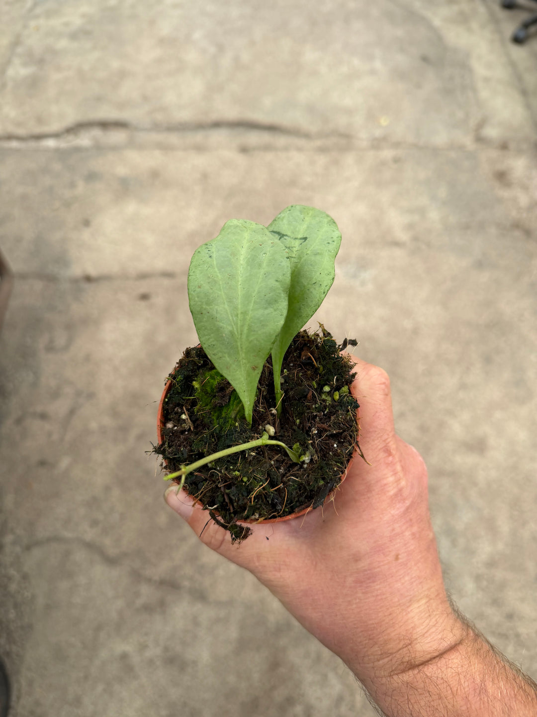 Hoya nicholsoniae New Guinea ghost