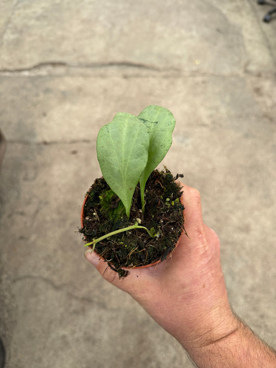 Hoya nicholsoniae New Guinea ghost