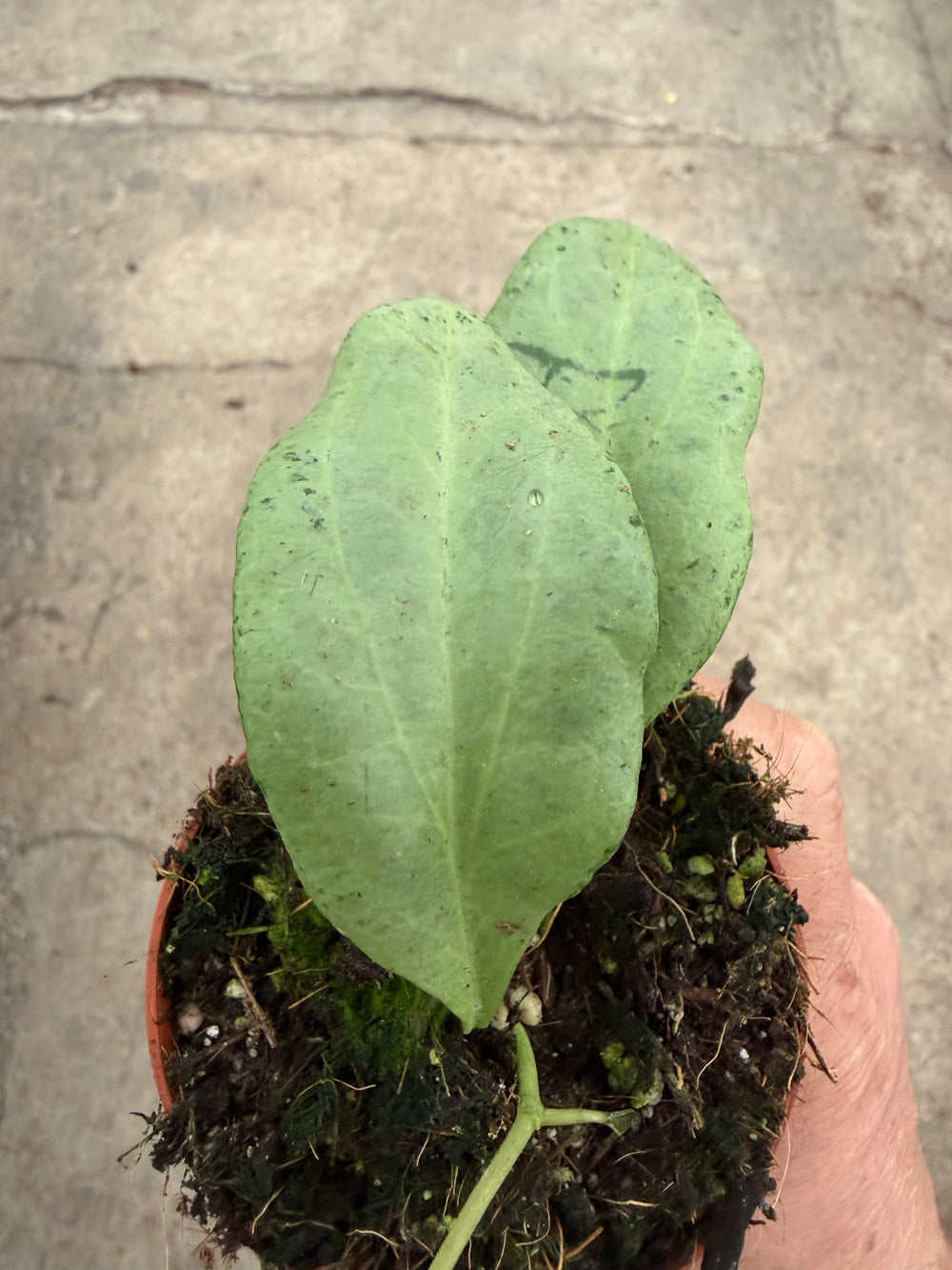 Hoya nicholsoniae New Guinea ghost