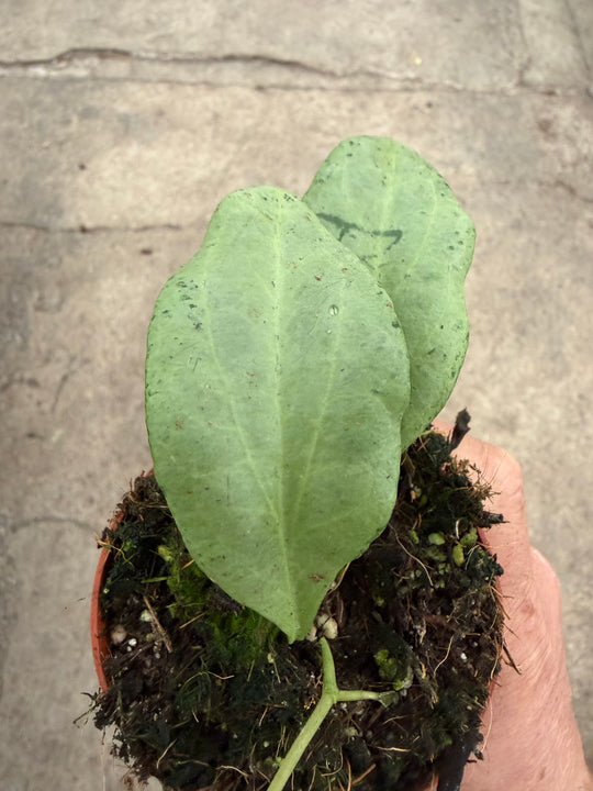 Hoya nicholsoniae New Guinea ghost