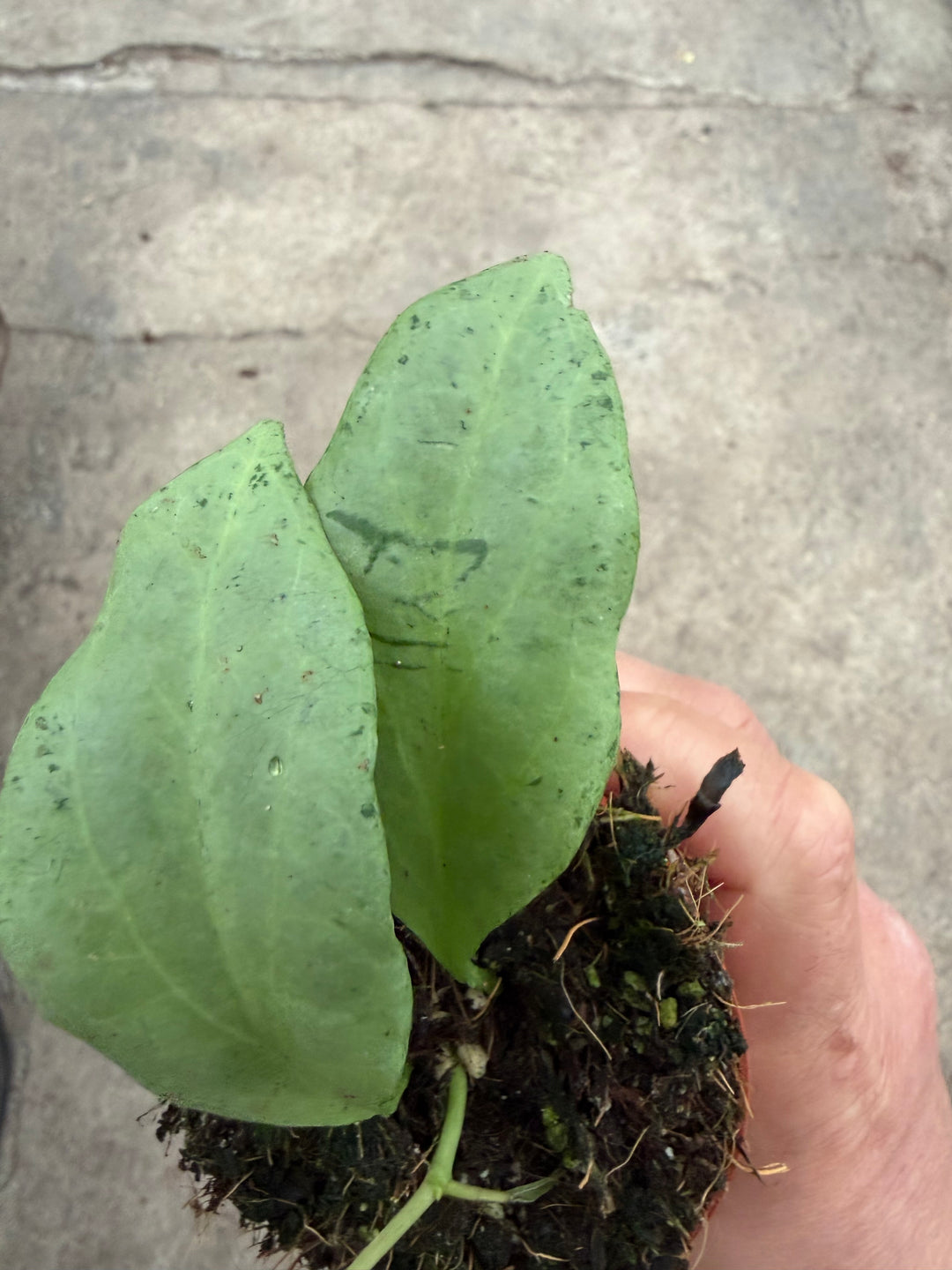 Hoya nicholsoniae New Guinea ghost
