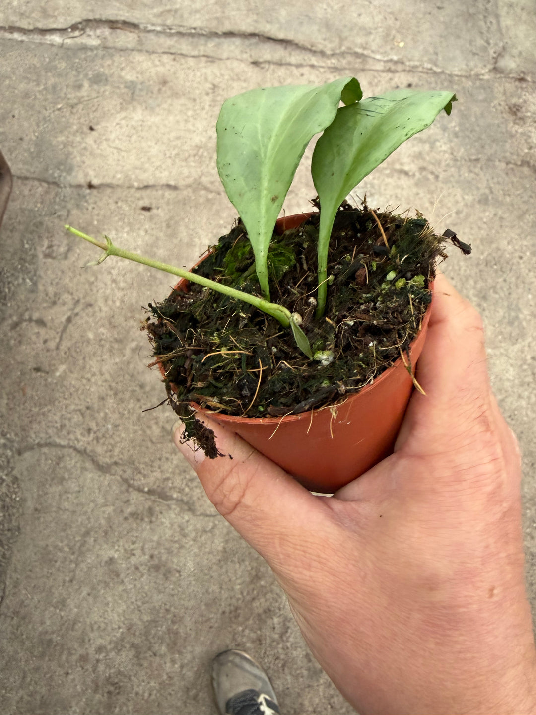 Hoya nicholsoniae New Guinea ghost