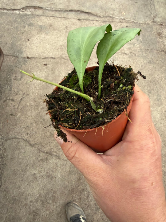 Hoya nicholsoniae New Guinea ghost