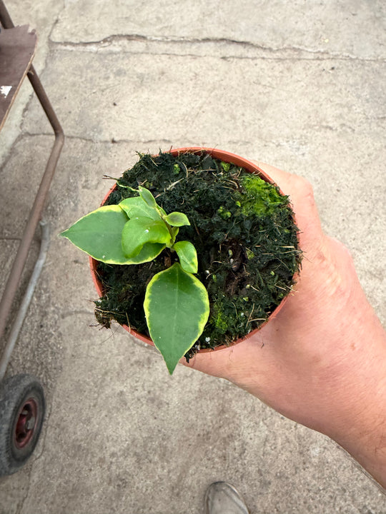 Hoya heuschkeliana Albomarginata