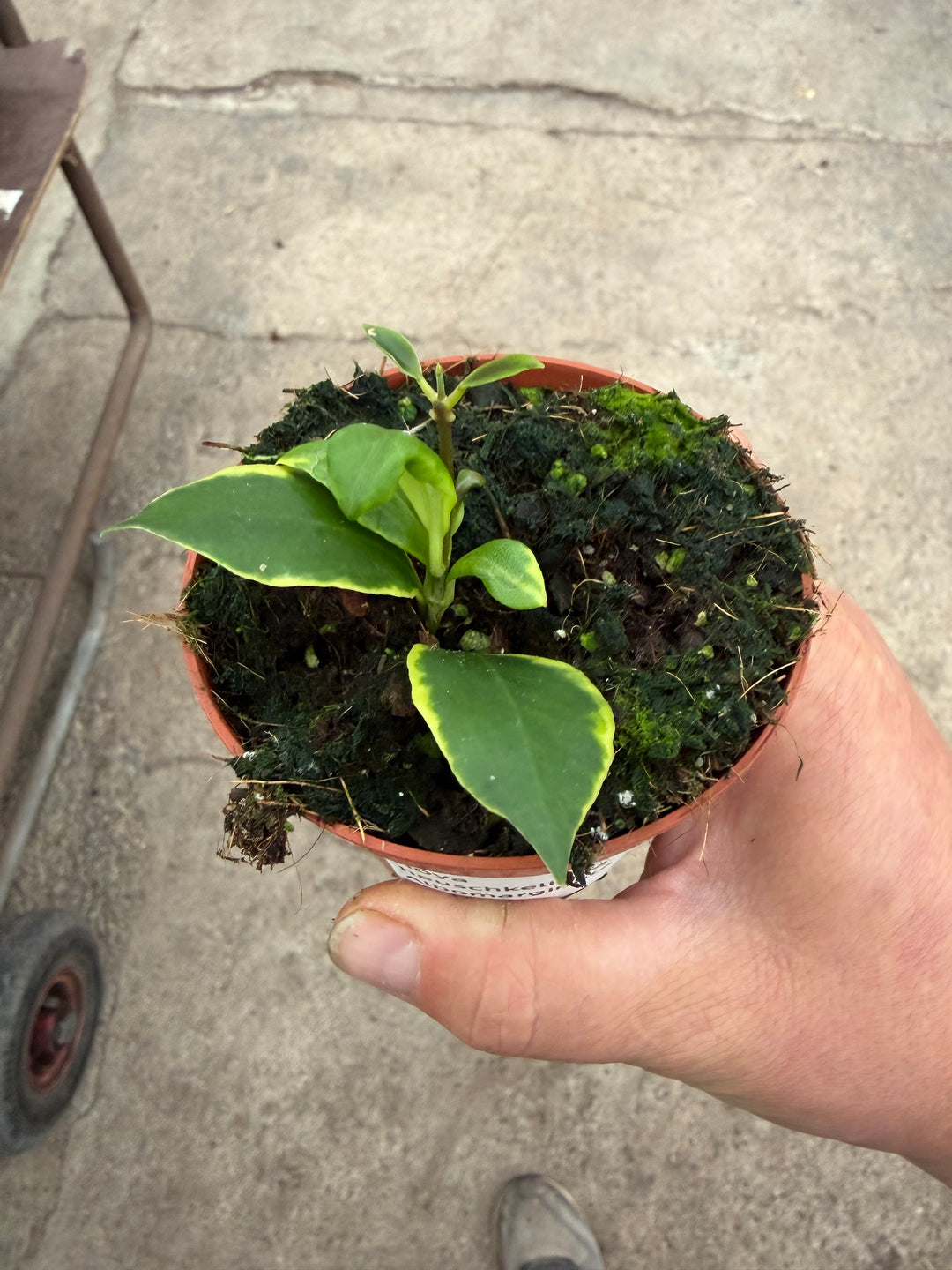 Hoya heuschkeliana Albomarginata