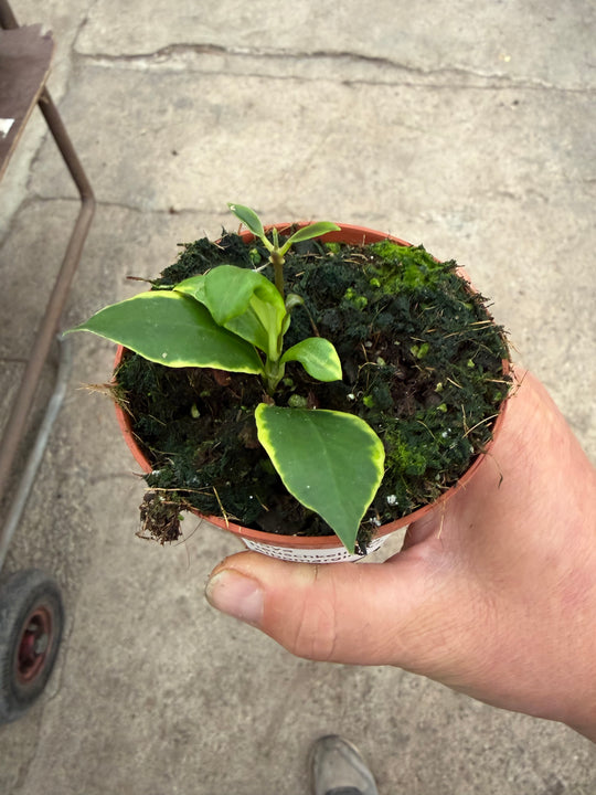 Hoya heuschkeliana Albomarginata