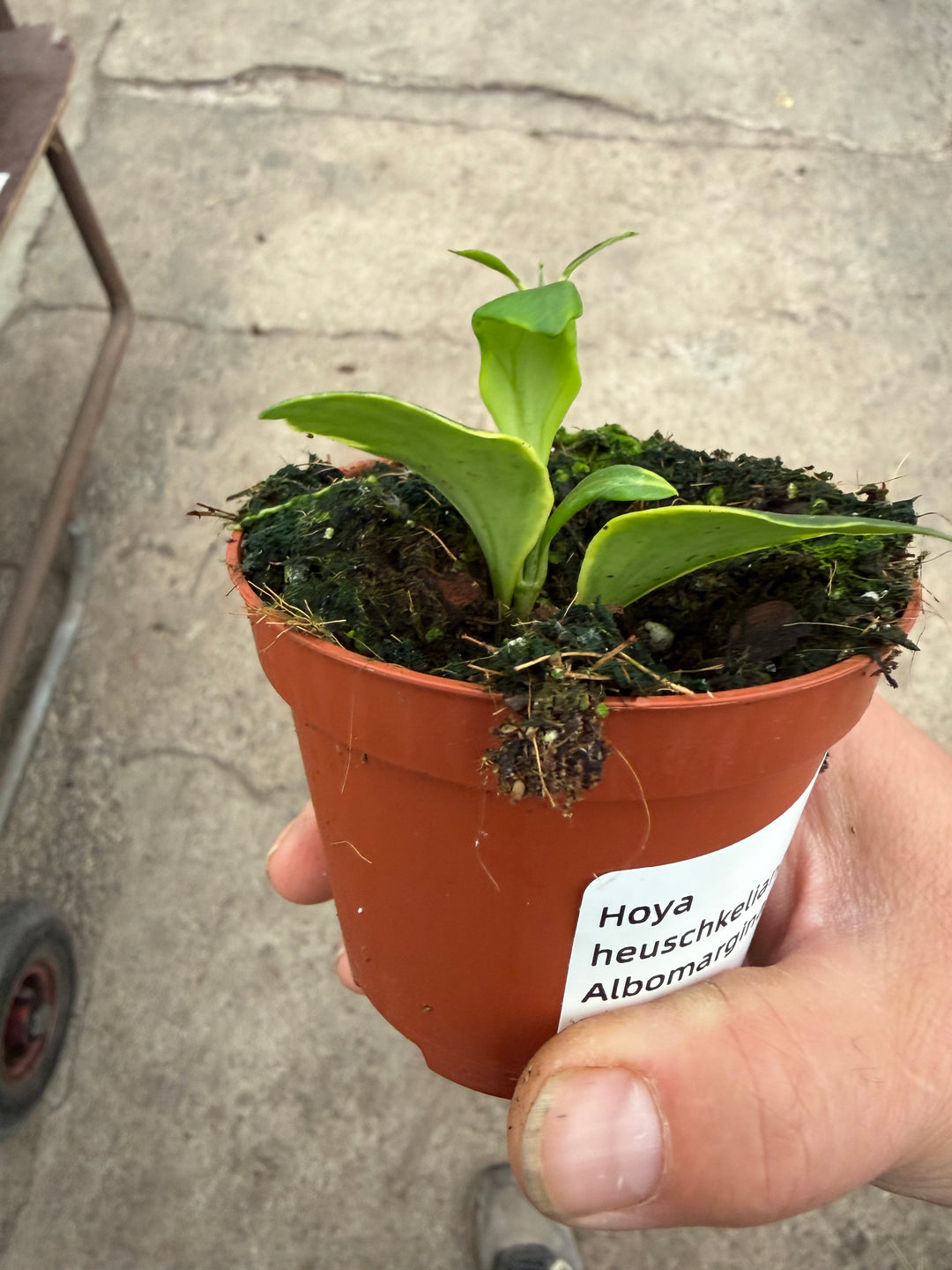 Hoya heuschkeliana Albomarginata