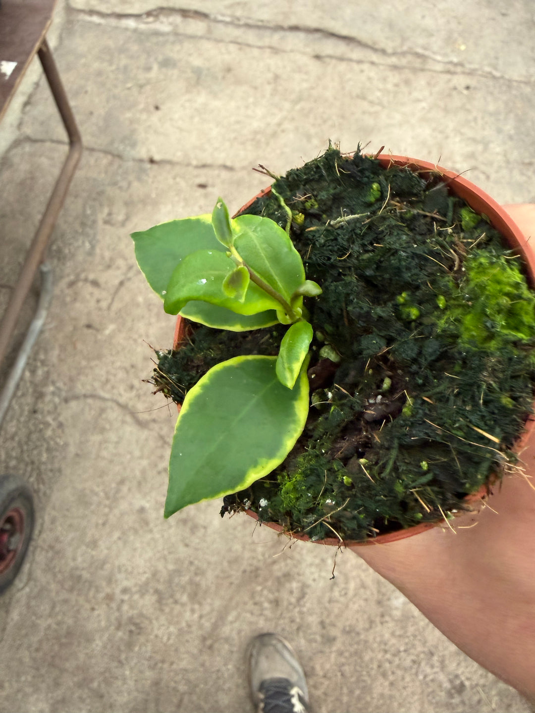 Hoya heuschkeliana Albomarginata