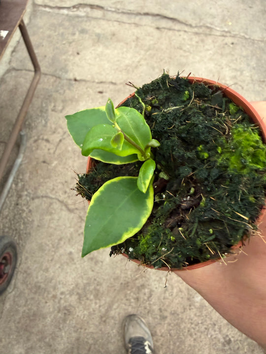 Hoya heuschkeliana Albomarginata