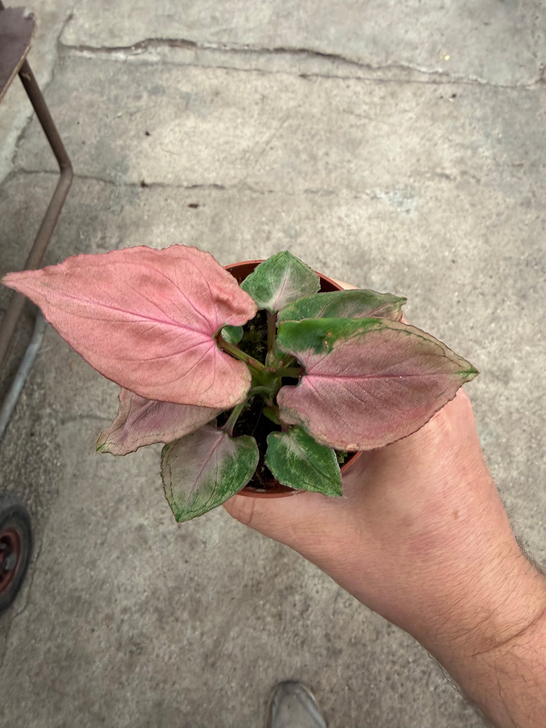 Syngonium pink perfection