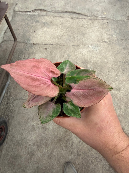 Syngonium pink perfection