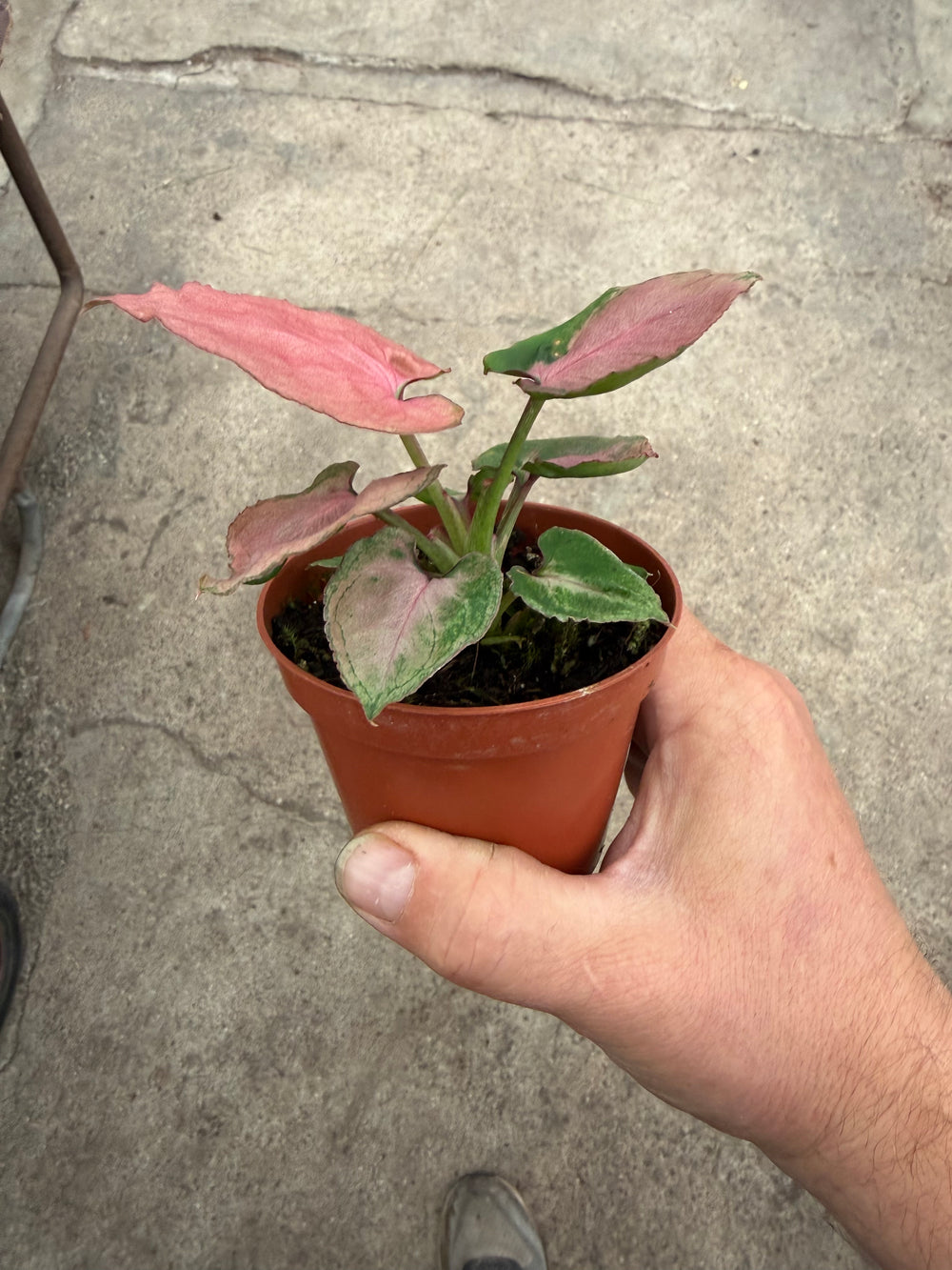 Syngonium pink perfection