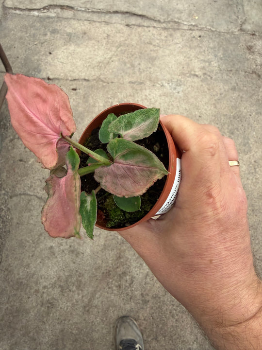 Syngonium pink perfection