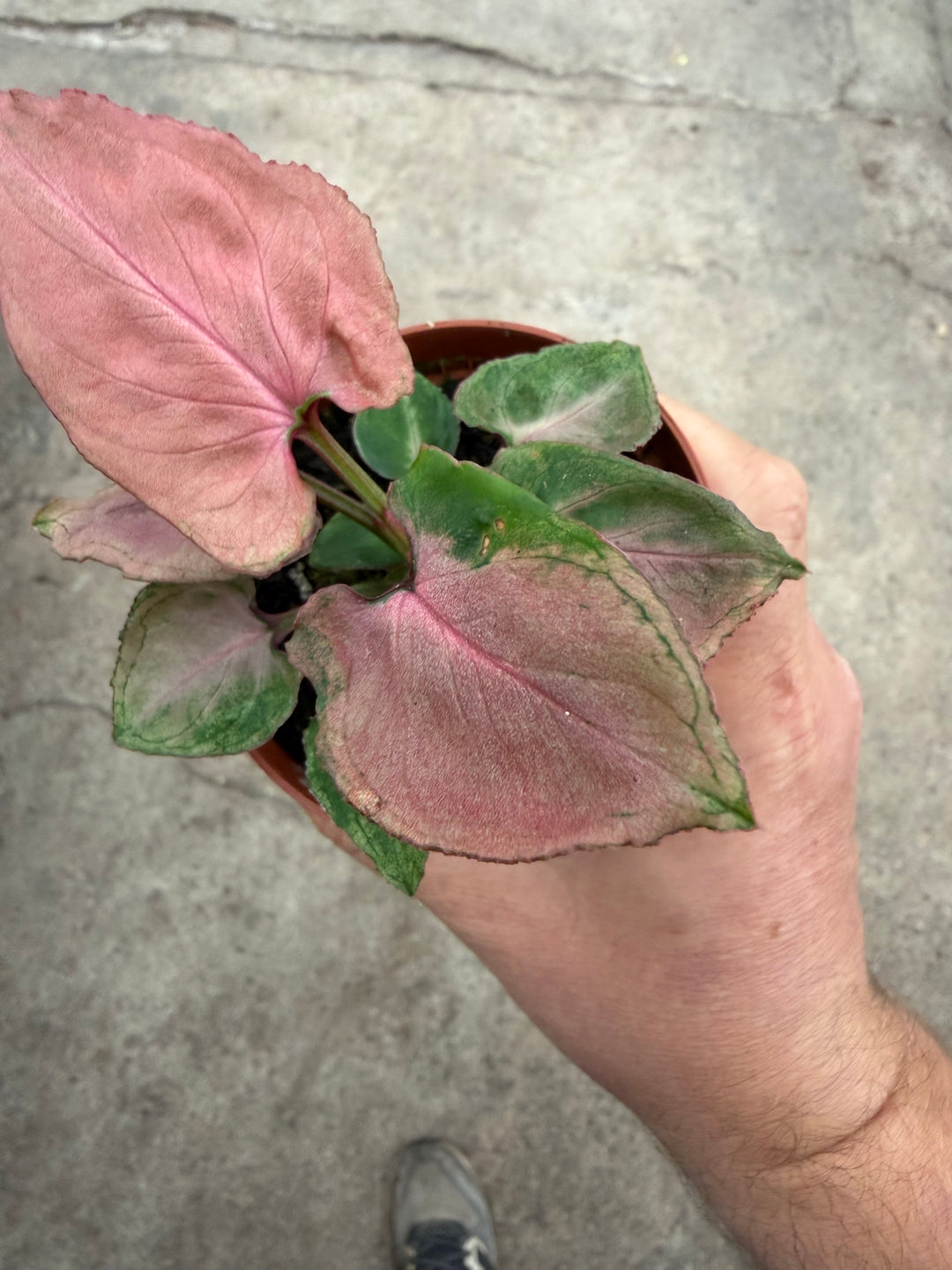 Syngonium pink perfection