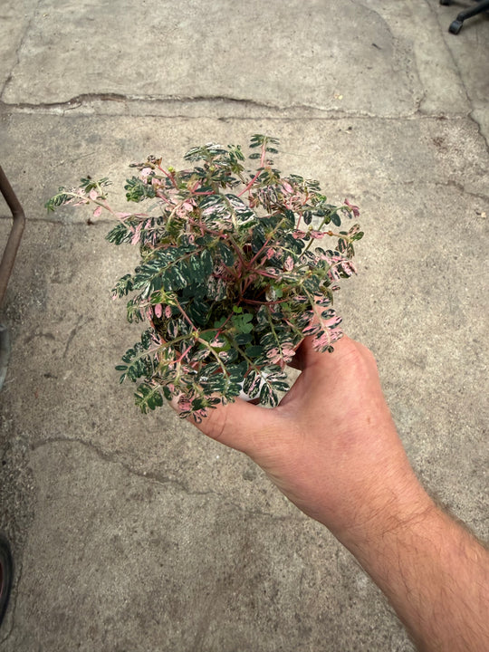 Phyllanthus urinaria Varigata