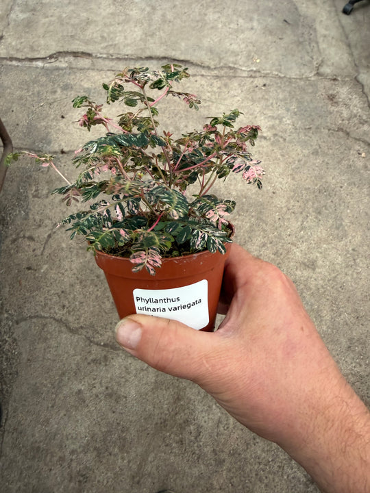 Phyllanthus urinaria Varigata