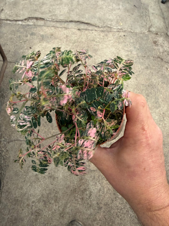 Phyllanthus urinaria Varigata