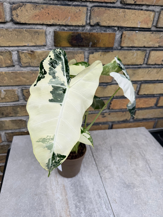 Alocasia frydek Variegata