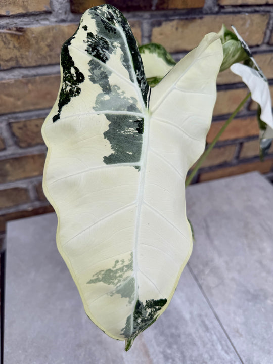 Alocasia frydek Variegata