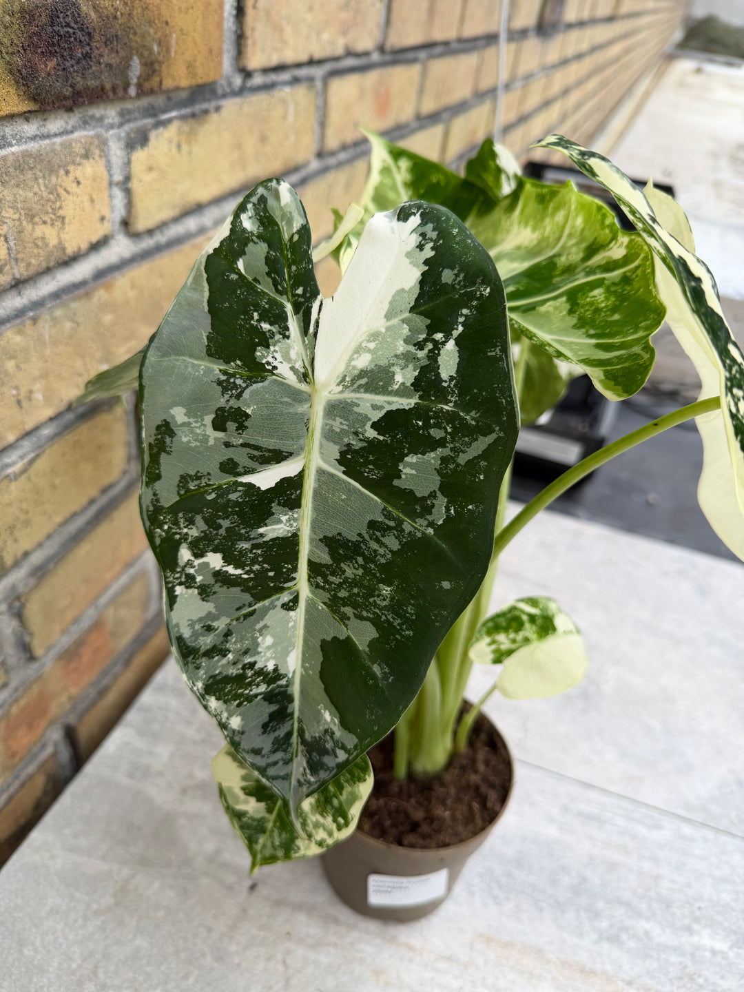 Alocasia frydek Variegata